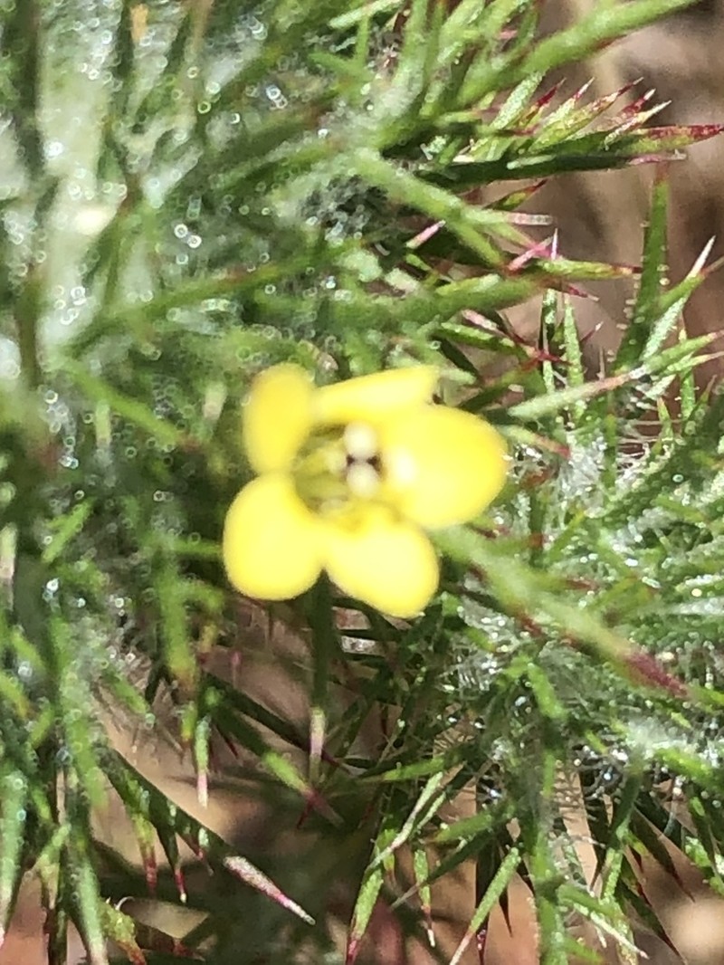 Adobe Navarretia photo 3