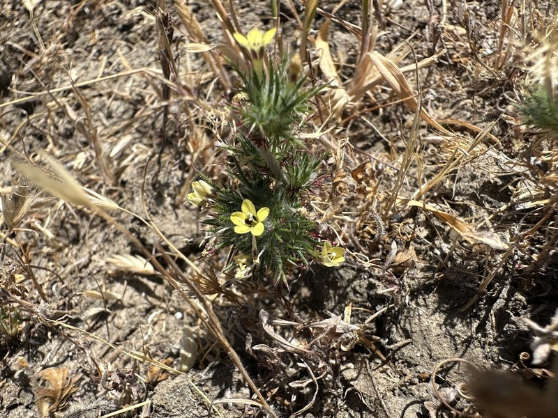 Adobe Navarretia photo 4