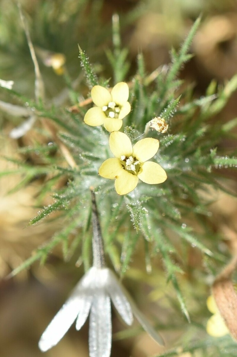 Adobe Navarretia photo 5