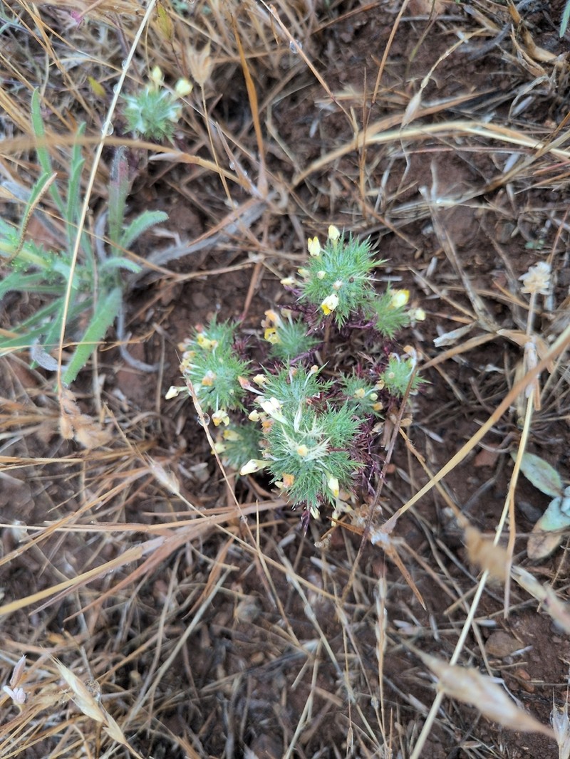 Adobe Navarretia photo 7