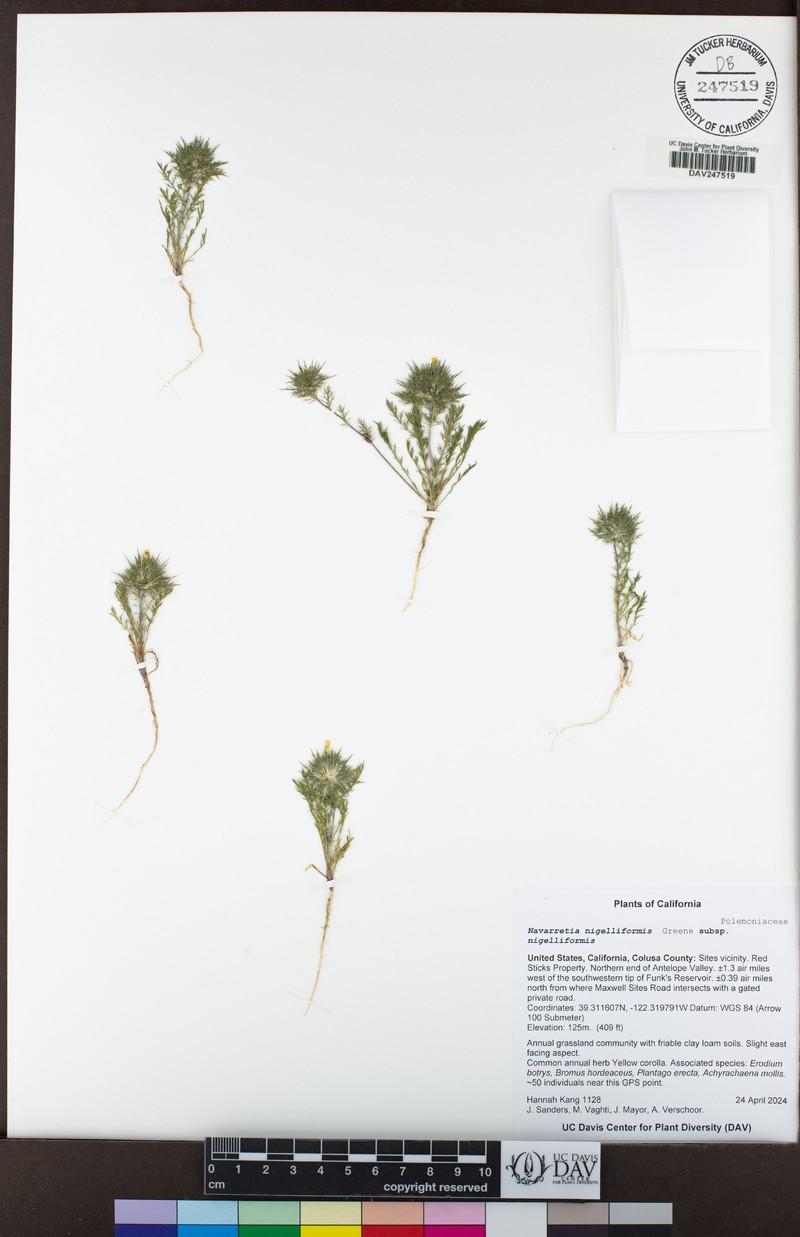 Navarretia nigelliformis subsp. nigelliformis