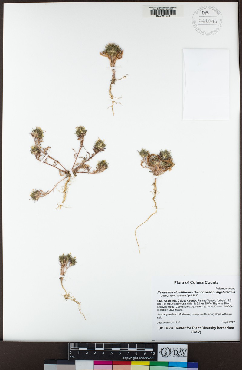 Navarretia nigelliformis subsp. nigelliformis photo 2