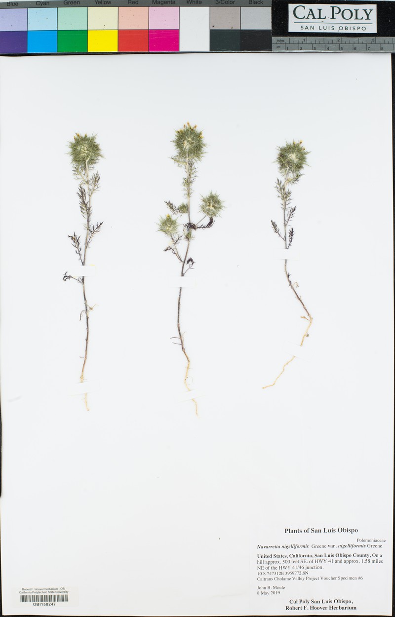 Navarretia nigelliformis subsp. nigelliformis photo 3