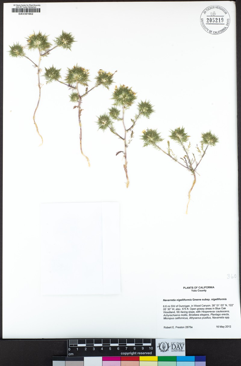 Navarretia nigelliformis subsp. nigelliformis photo 4
