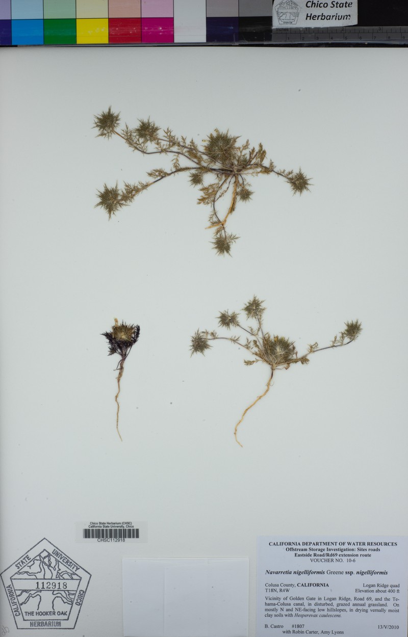 Navarretia nigelliformis subsp. nigelliformis photo 5