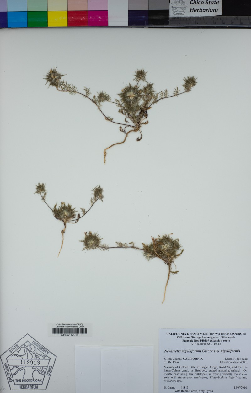 Navarretia nigelliformis subsp. nigelliformis photo 6