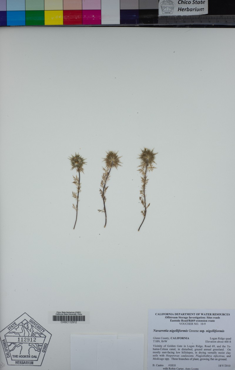 Navarretia nigelliformis subsp. nigelliformis photo 7