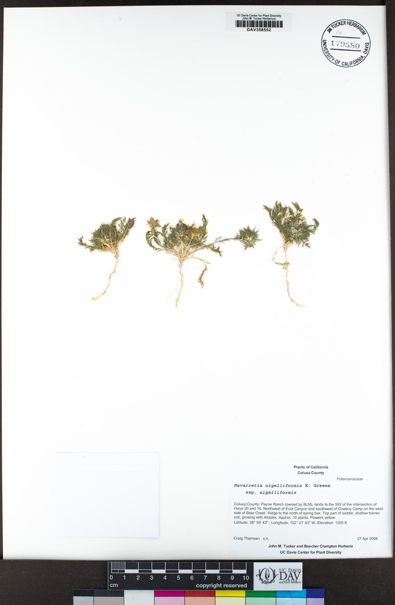 Navarretia nigelliformis subsp. nigelliformis photo 8