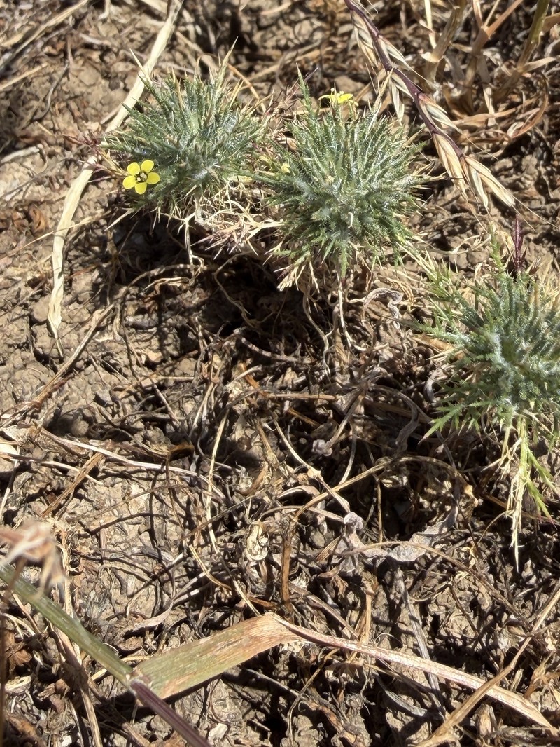Navarretia nigelliformis subsp. radians