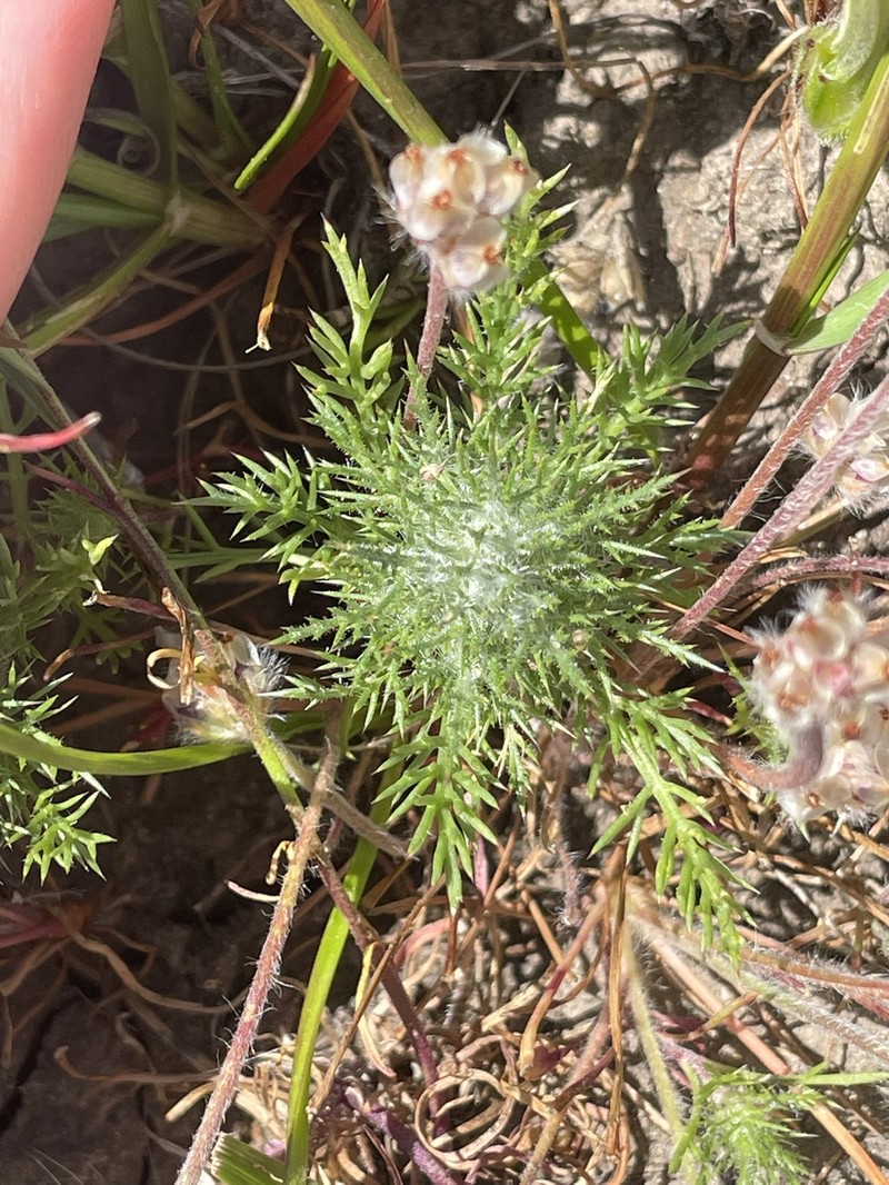 Navarretia nigelliformis subsp. radians photo 2