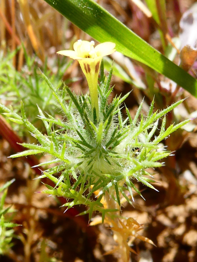 Navarretia nigelliformis subsp. radians photo 3