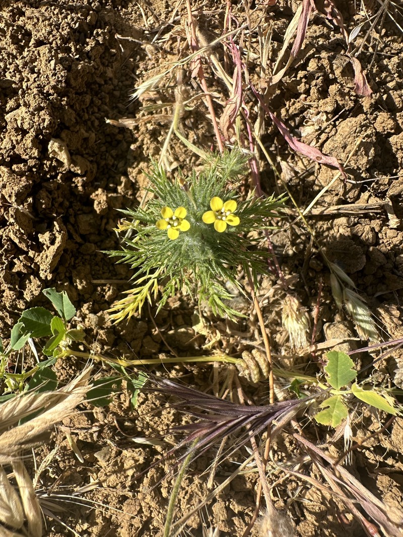 Navarretia nigelliformis subsp. radians photo 4