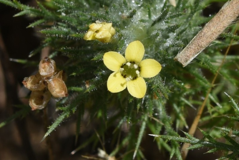 Navarretia nigelliformis subsp. radians photo 5