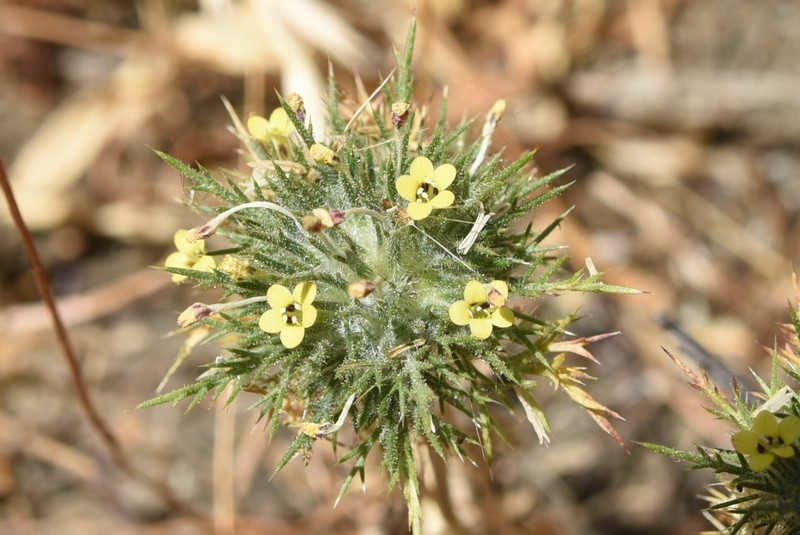 Navarretia nigelliformis subsp. radians photo 6