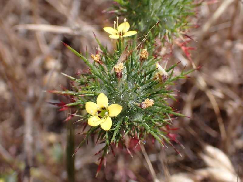 Navarretia nigelliformis subsp. radians photo 7