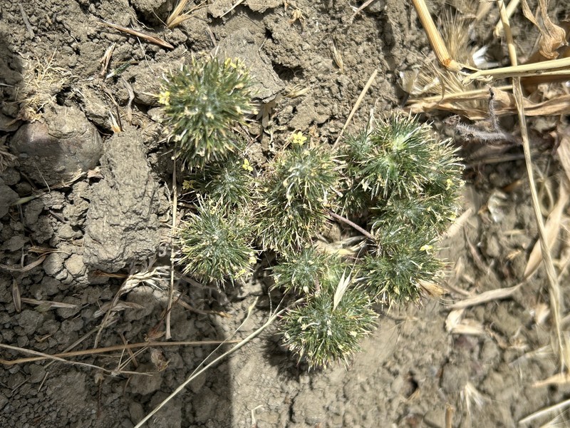 Navarretia nigelliformis subsp. radians photo 8