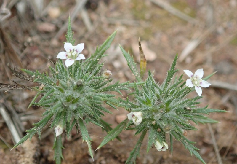 Navarretia ojaiensis photo 2