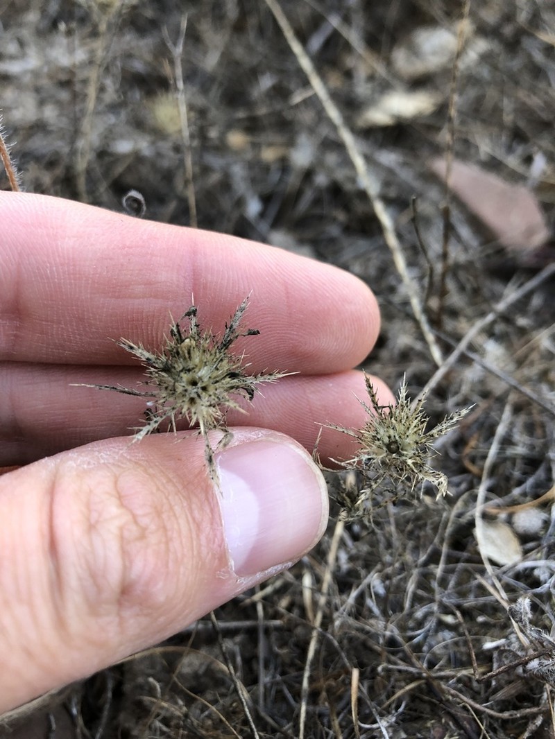 Navarretia ojaiensis photo 3