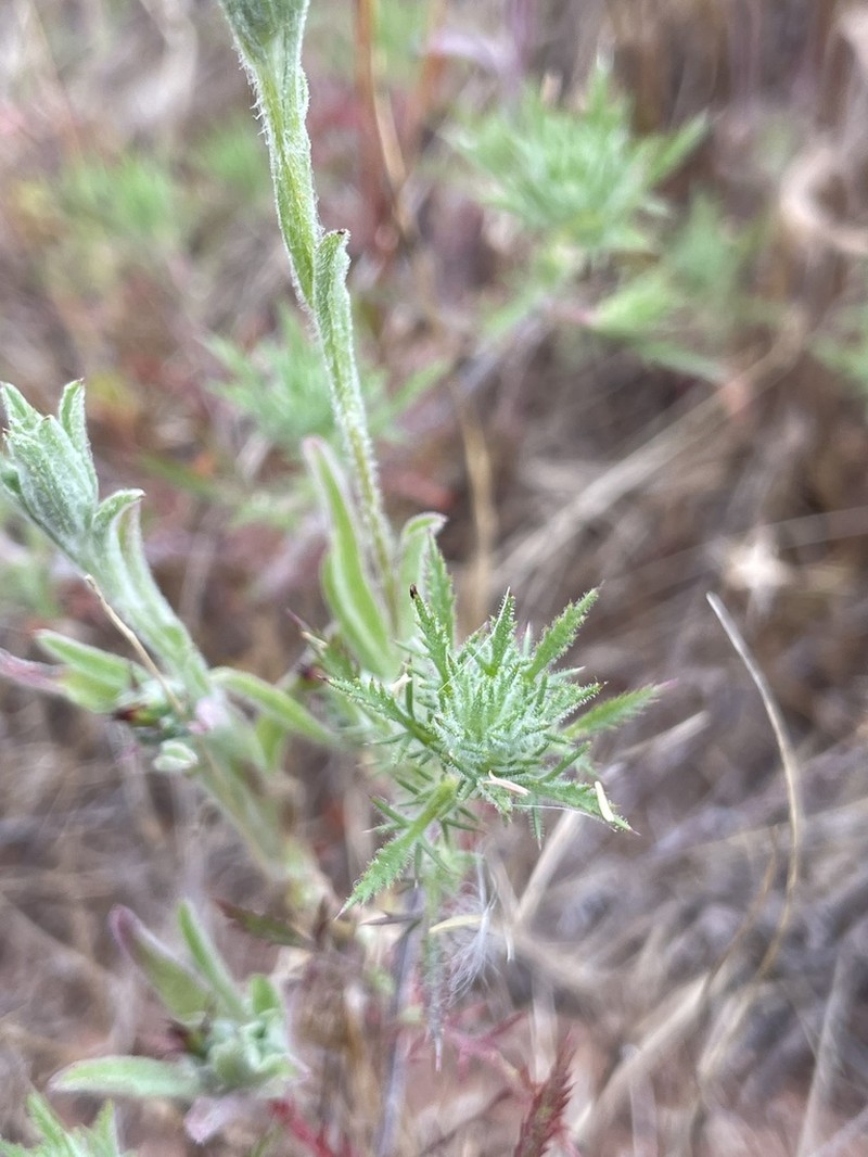 Navarretia ojaiensis photo 4