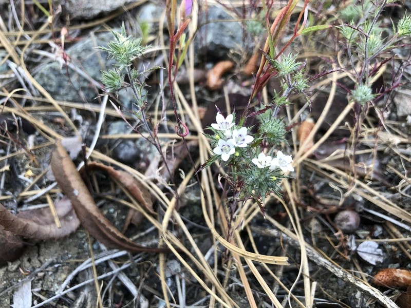 Navarretia ojaiensis photo 5