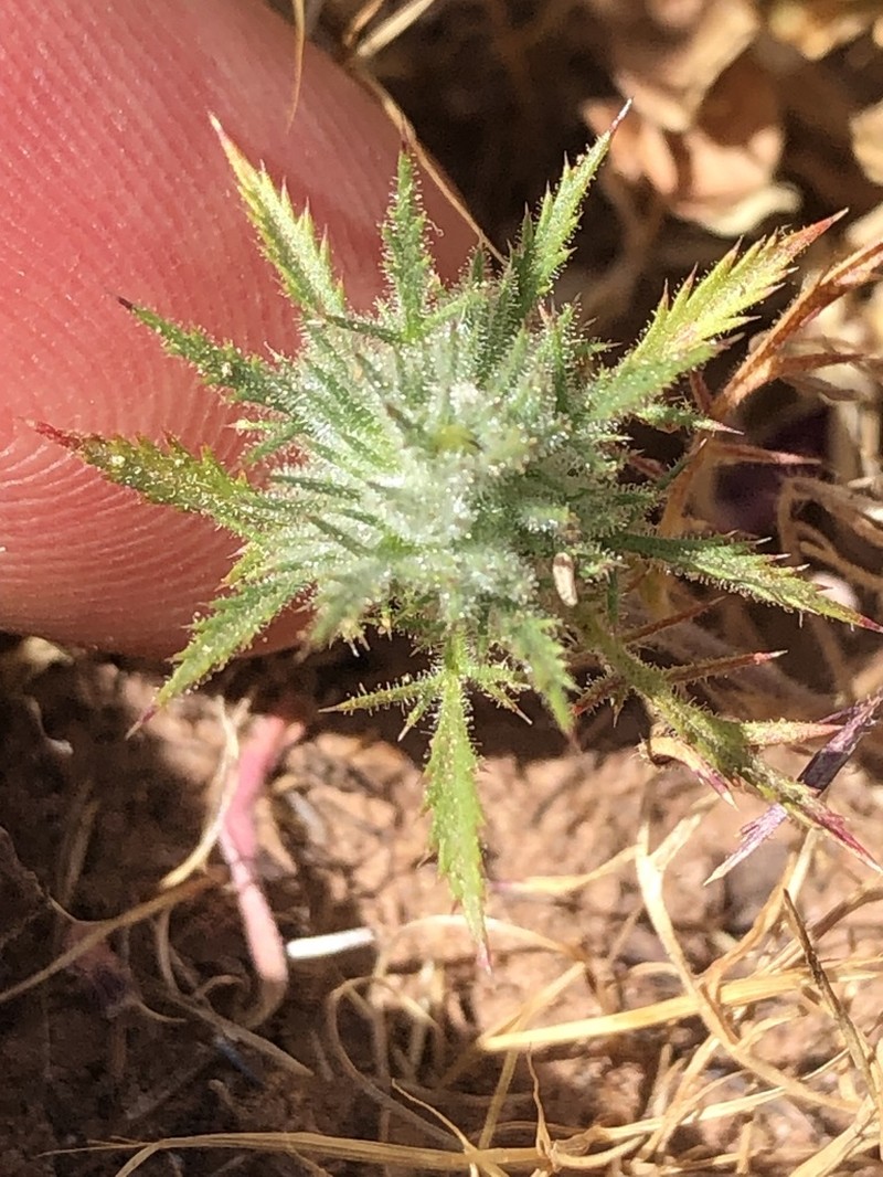 Navarretia ojaiensis photo 6
