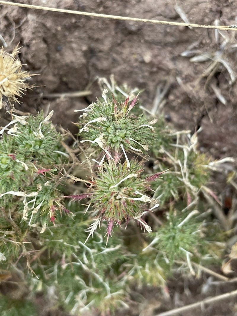 Navarretia ojaiensis photo 7