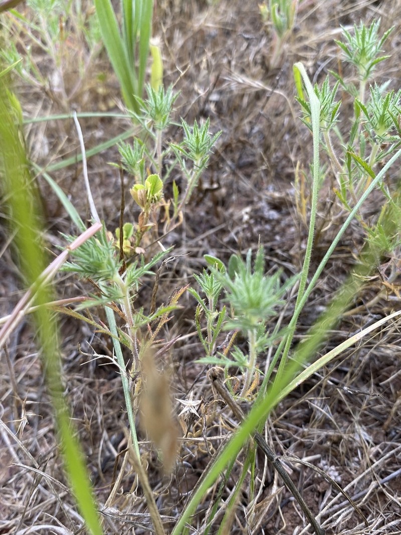 Navarretia ojaiensis photo 8