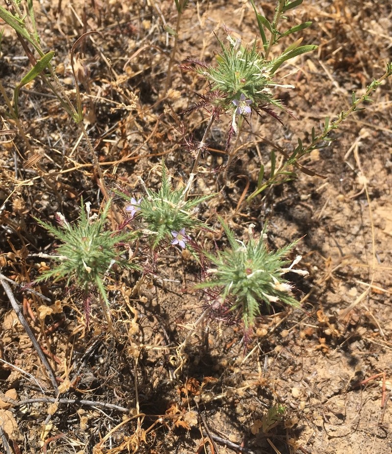 Navarretia panochensis