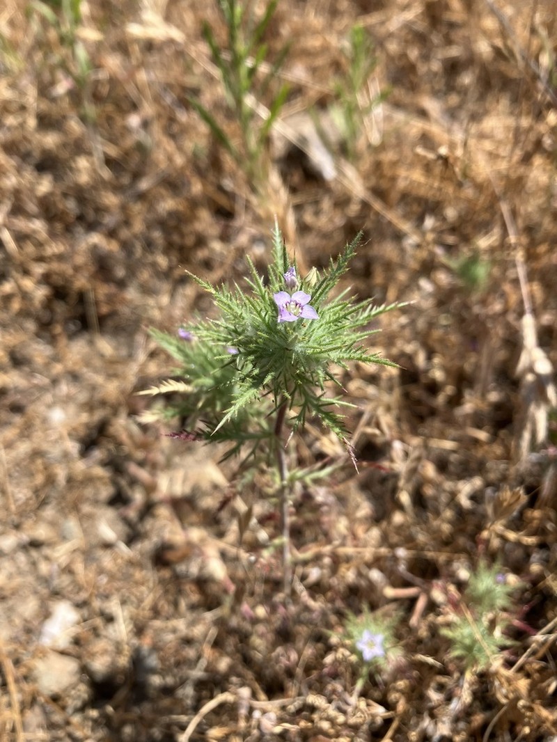 Navarretia panochensis photo 2