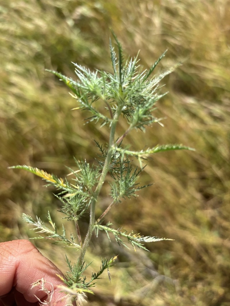 Navarretia panochensis photo 3