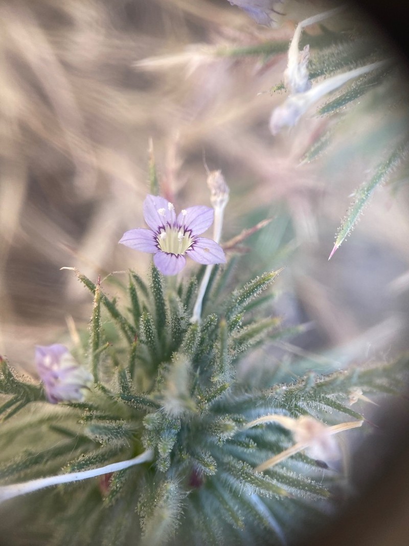 Navarretia panochensis photo 4