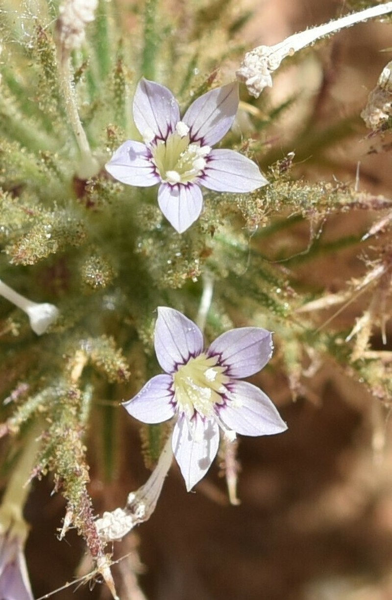 Navarretia panochensis photo 5