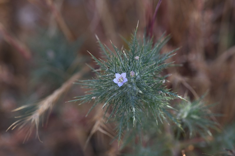 Navarretia panochensis photo 7