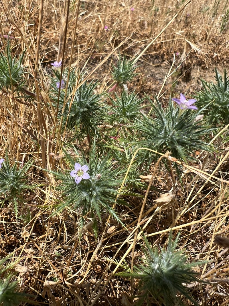 Navarretia panochensis photo 8