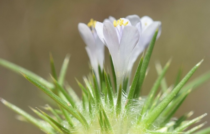 Bright Navarretia