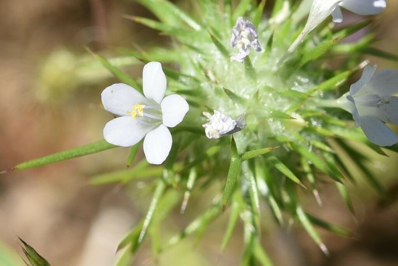 Bright Navarretia photo 2