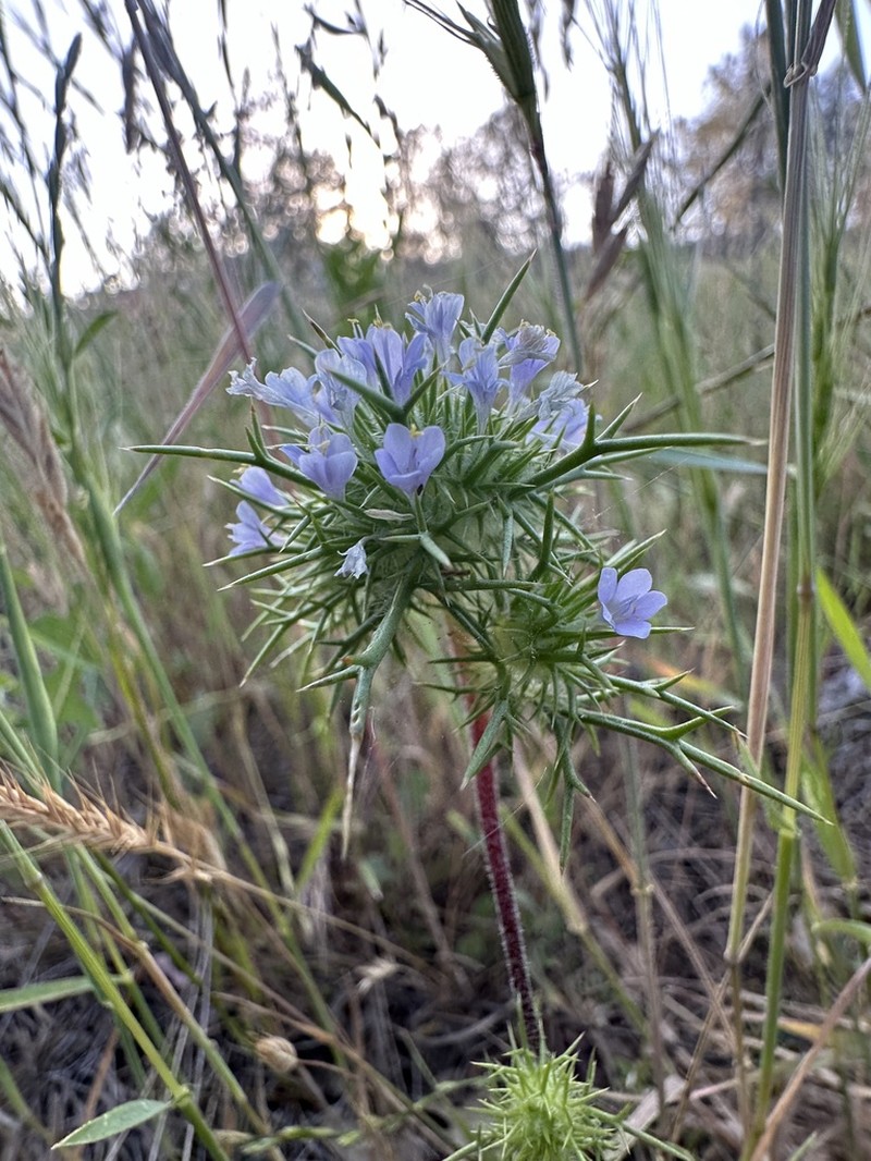 Bright Navarretia photo 4