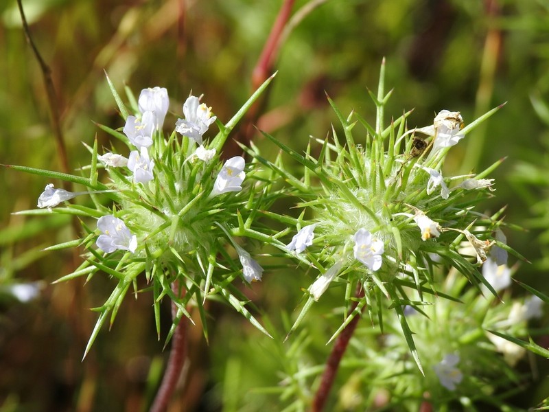 Bright Navarretia photo 5