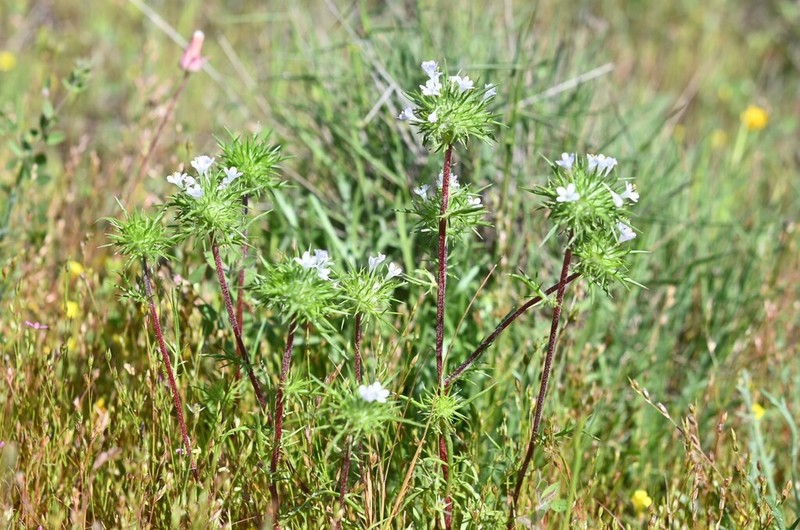 Bright Navarretia photo 6