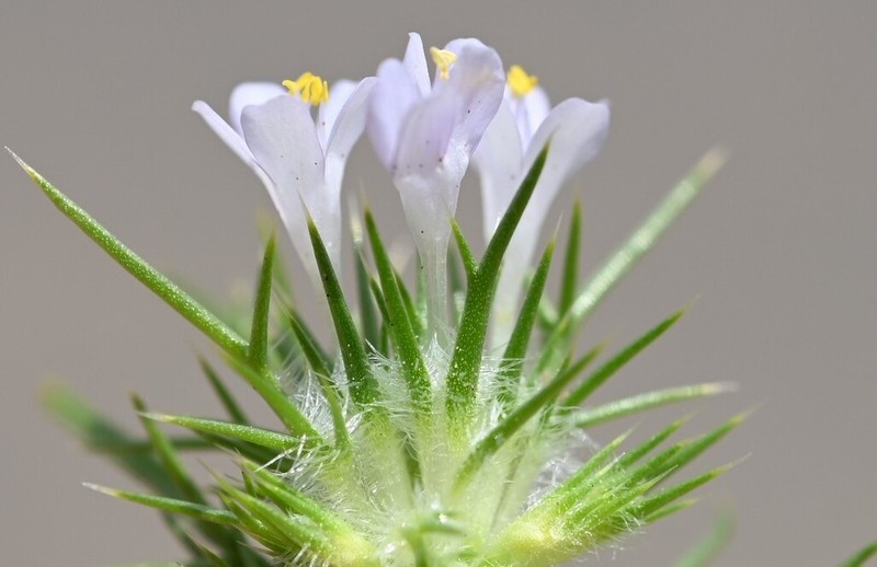 Bright Navarretia photo 7
