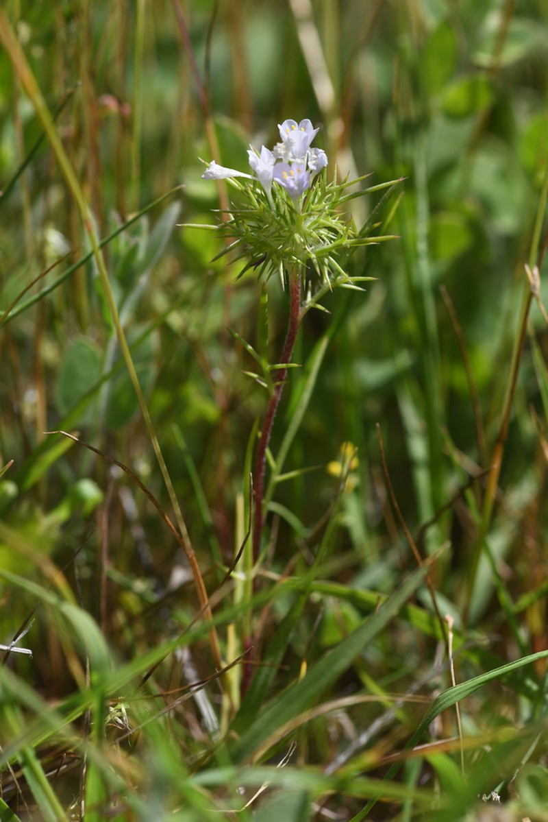 Bright Navarretia photo 8