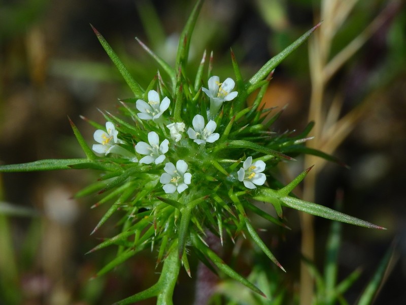 Paradox Navarretia