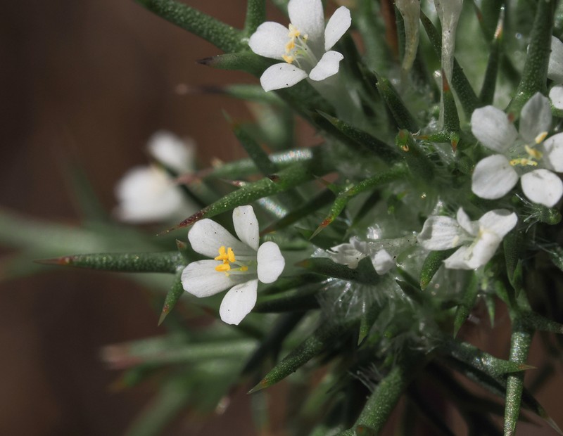 Paradox Navarretia photo 2