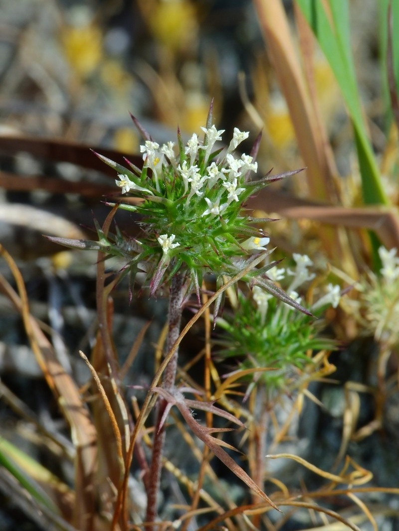 Paradox Navarretia photo 3