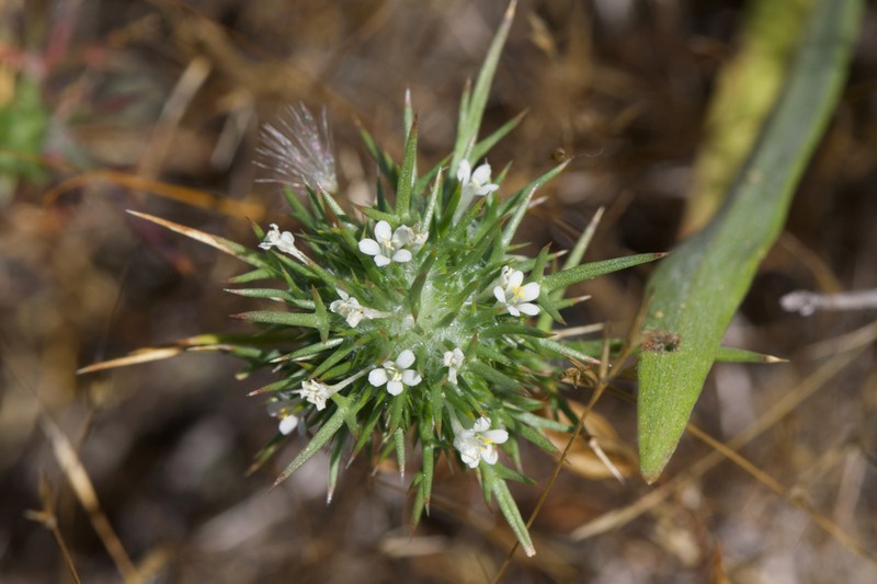 Paradox Navarretia photo 6