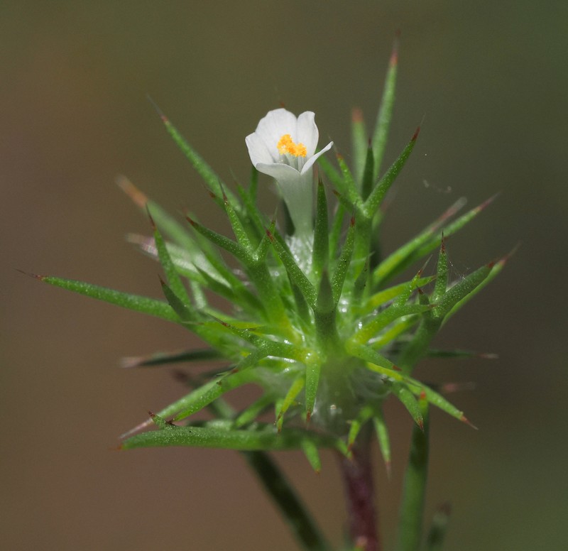 Paradox Navarretia photo 7