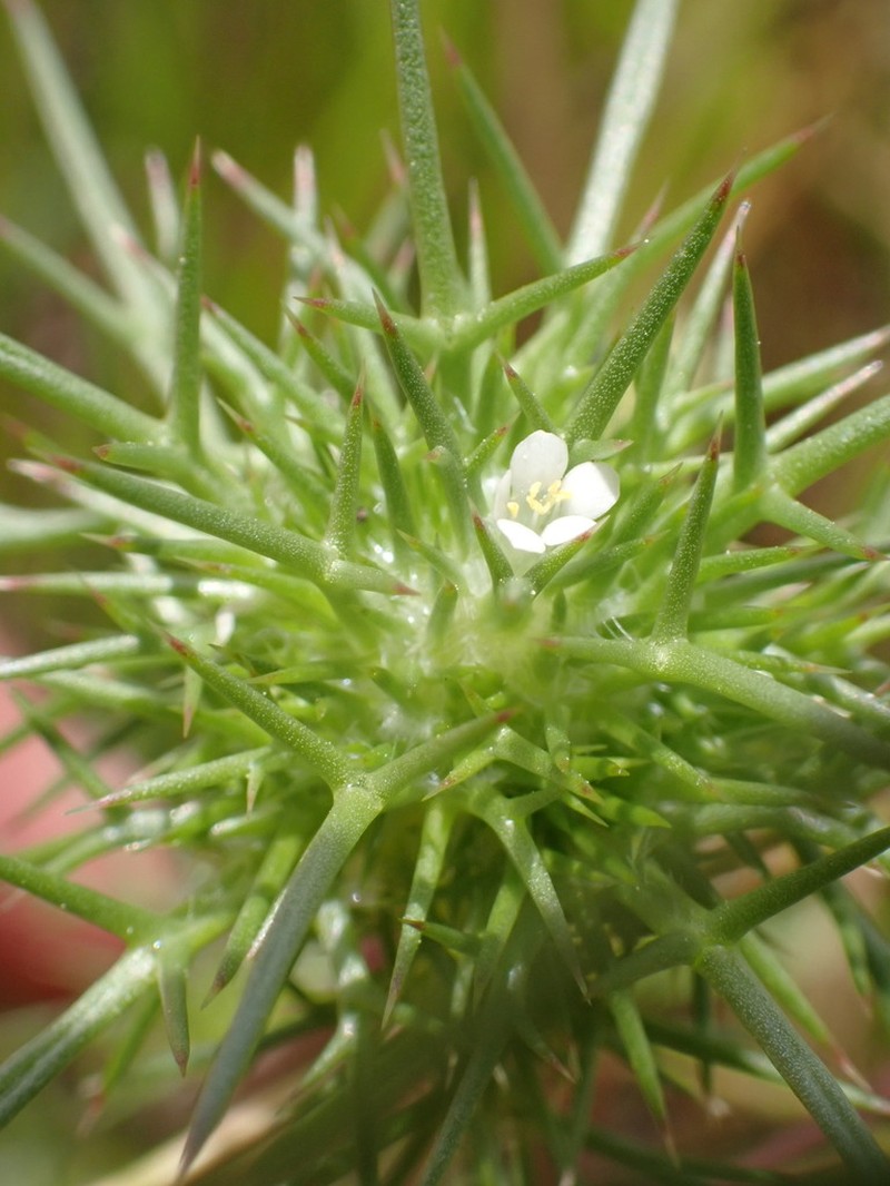 Paradox Navarretia photo 8