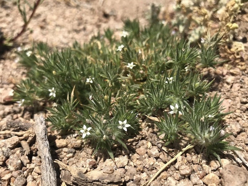 Baja Pincushionplant