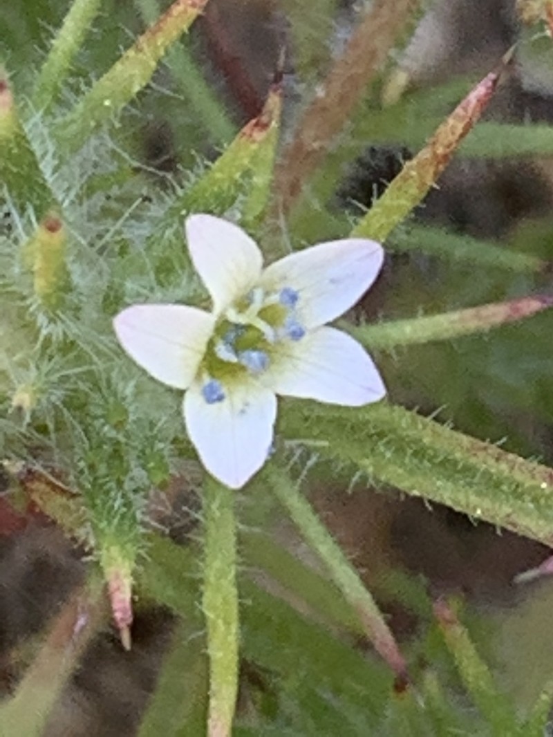 Baja Pincushionplant photo 3