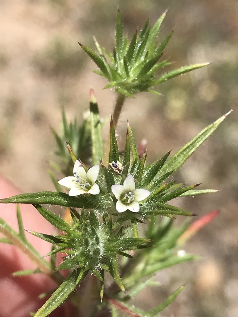 Baja Pincushionplant photo 4